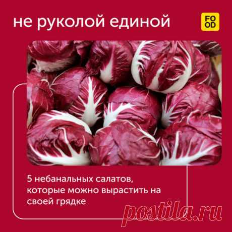 Не руколой единой: 5 небанальных салатов, которые можно вырастить на своей грядке - Наш уютный дом - 30 июня - Медиаплатформа МирТесен 1. Радиккио Радиккио – салатный цикорий из Италии. Его называют двойником краснокочанной капусты за схожесть листьев по бордовому цвету. В нем содержится много витаминов и минералов: магний, железо, калий, кальций. По вкусу его можно спутать с руколой. У него пряный, сильно выраженный горький - 30 июня - 43511092739 - Медиаплатформа МирТесен