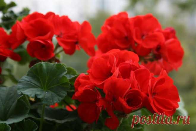 2 обязательные подкормки для Герани весной. Провожу каждый год и налюбоваться не могу

Долго не могла добиться яркого и продолжительного цветения своей герани. Но когда-то давно моя знакомая рассказала один интересный секрет по уходу за этим прекрасным цветком. А именно она поведала мне о двух весенних подкормках, которые способны преобразить растение до неузнаваемости.

Испробовав однажды те удобрения, я поняла, что лучшего эффекта просто не придумать . И вот по традиции ...