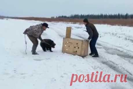 На обочине дороги в российском регионе нашли медвежонка. В Томпонском улусе Якутии экологи нашли на обочине дороги одинокого медвежонка. Об этом сообщается на сайте министерства экологии, природопользования и лесного хозяйства Республики Саха. Там сообщили, что животное сидело на трассе между населенными пунктами Хандыга и Джебарики-Хай.