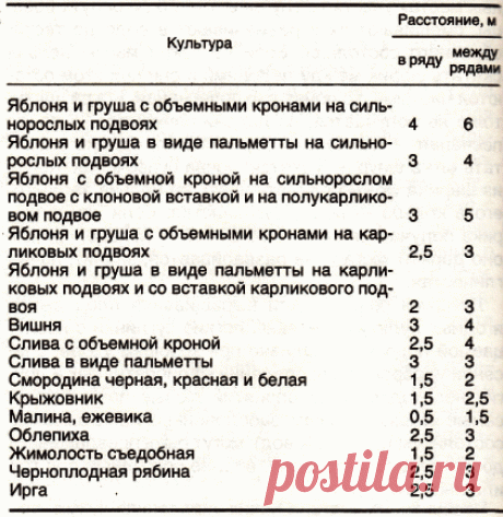 Посадка плодовых деревьев