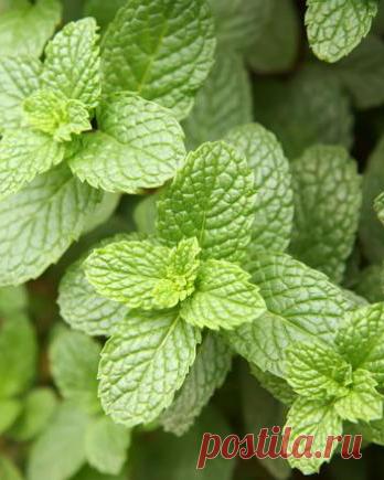 Садик пряных трав – ароматная грядка на участке