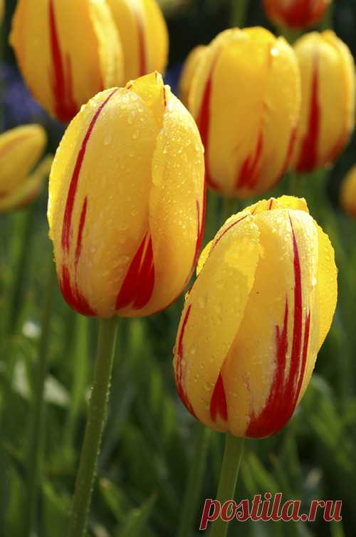 21367.jpg (500×753)