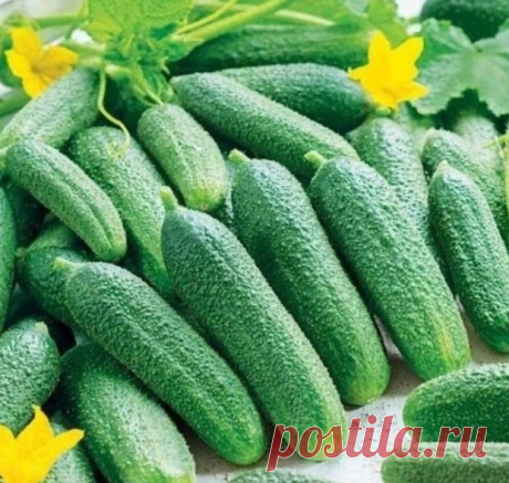 4 сорта огурца, которым я ставлю оценку 10 из 10 по их вкусовым качествам и урожаю 

Хочу поделиться с вами этими сортами огурцов, потому что знаю - сколько времени занимает поиск "того самого" сорта. Отметил для себя 4 гибрида, которые просто великолепны по своему качеству и вызвали во мне восхищение и восторг.

1. ОГУРЕЦ ПРАГМАТИК
Раннеспелый сорт огурца, который радует высоким урожаем и отличными вкусовыми качествами. Он просто идеален для употребления в свежем виде, по...