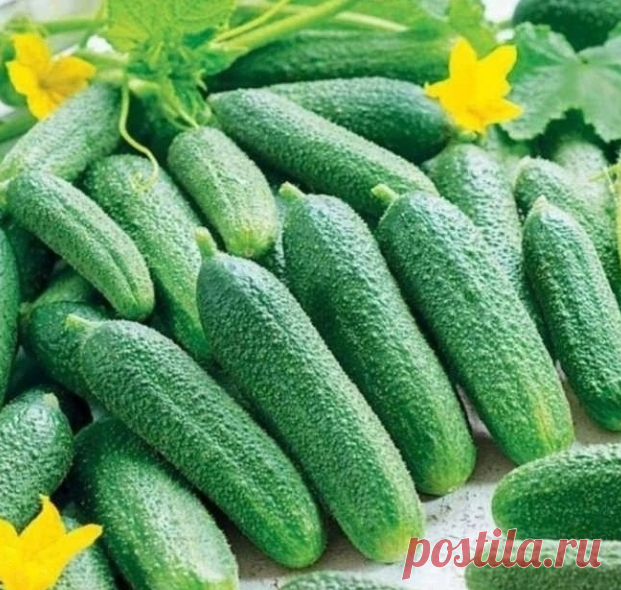 4 сорта огурца, которым я ставлю оценку 10 из 10 по их вкусовым качествам и урожаю 

Хочу поделиться с вами этими сортами огурцов, потому что знаю - сколько времени занимает поиск 