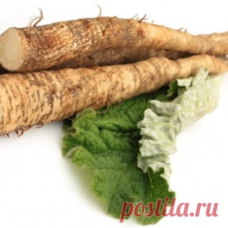 Как применять корень лопуха для волос