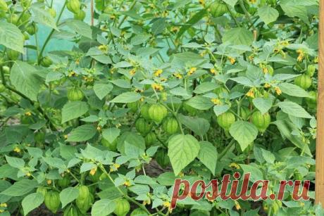 Физалис овощной (Physalis philadelphica), сорт «Томатилло»