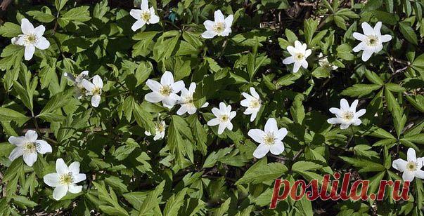 Я хотел бы рассказать про весну (Владимир Ерпалов) / Стихи.ру - национальный сервер современной поэзии