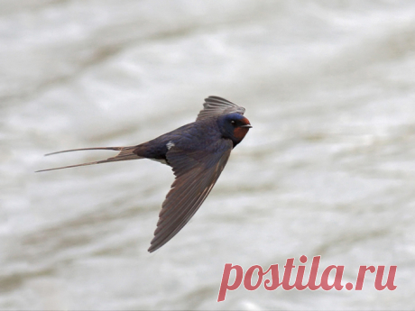 птицы | Записи в рубрике птицы | Дневник-В Мире цветов. Цветы – остатки рая на земле.