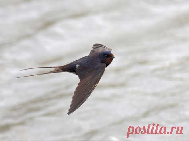 птицы | Записи в рубрике птицы | Дневник-В Мире цветов. Цветы – остатки рая на земле.