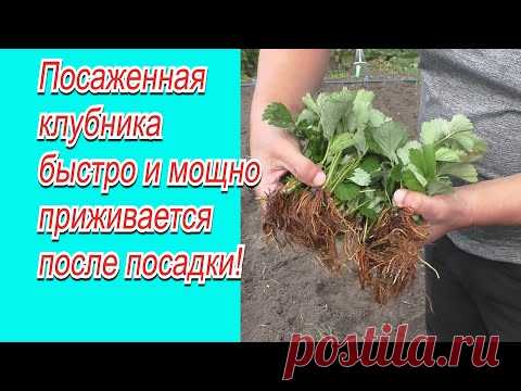 Полейте так клубнику после посадки-  урожай гарантирован!