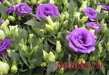 Выращивание эустомы рассадой, пересадка и уход в открытом грунте