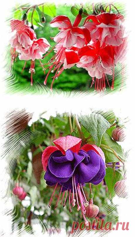 Фуксия уход в домашних условиях