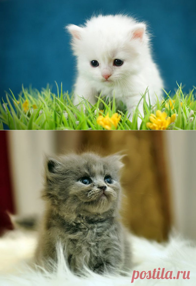 �������� ������ . ���������� �� LiveInternet - ���������� ������ ������-���������