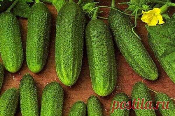Почему эти сорта огурцов для меня, как спасательный круг? Сажаю каждый год и получаю богатый урожай | Записки огородницы | Яндекс Дзен