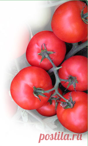 Томаты Детерминантные, ранние томаты
