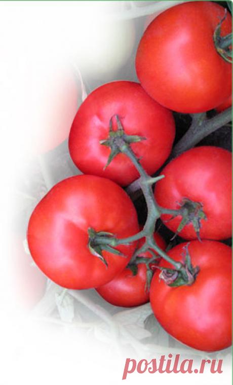 Томаты Детерминантные, ранние томаты