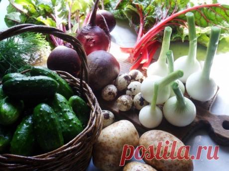 7 уникальных старинных рецептов свекольников — Вкусные рецепты