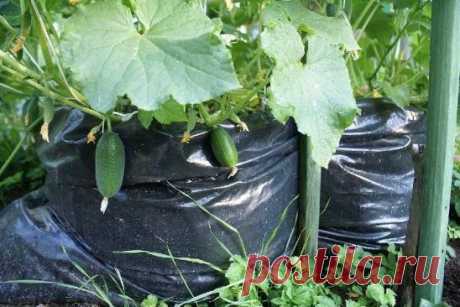 (10) Одноклассники