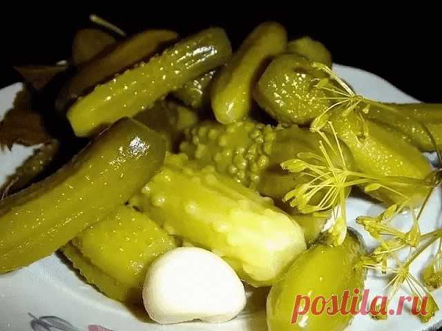 Огурцы словно из бочки (квашеные). | OK.RU