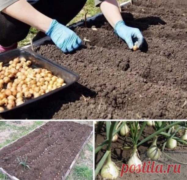 Πocaдкa лукa пoд зиму