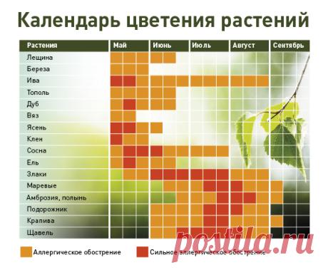 Аллергия в августе? Не страшно!