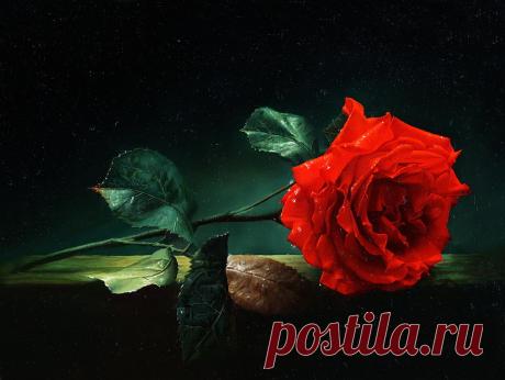 Роза