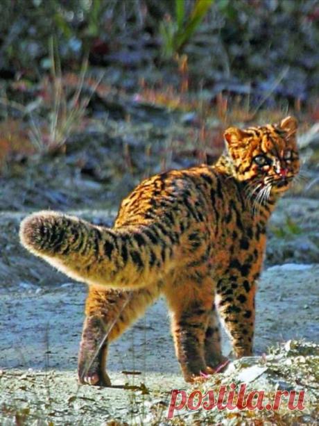 Marbled Cat