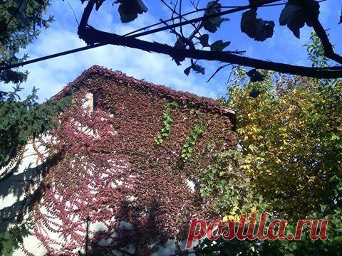 Девичий виноград захватывает весь фасад здания и ничем не крепится. На усиках у него имеются утолщения которые выделяют клейкое вещество. Цепляется ко всему буквально, даже к стеклу, причем очень прочно. Поднимается в высоту до 20 м с добрым гаком. Во всяком случае стандартную 9-этажку заплетает за 5-6 лет.