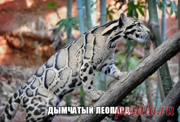 Красавец