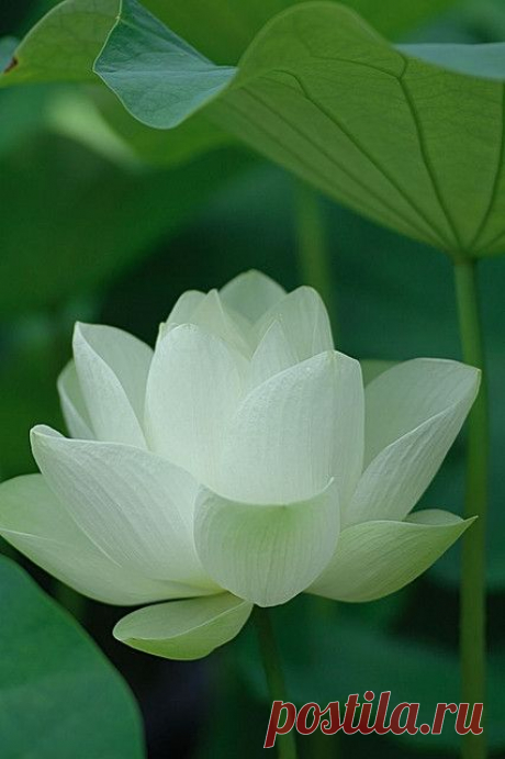 Lotus Flower.  
Flickr из Flickr   |  Pinterest • Всемирный каталог идей