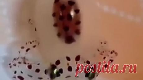 upload_254065967_file