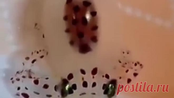 upload_254065967_file