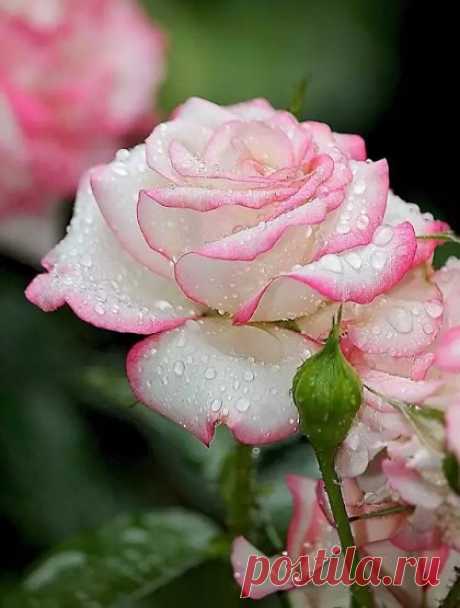 Цените искренность, цените!
Лишь в ней - души незримый свет!
Такие чувства берегите,
Они - награда прошлых лет!
Цените сердцем откровенность,
Она - доверием дана...
Без искренности тщетна верность...
И жизнь двуличностью полна...
...София...