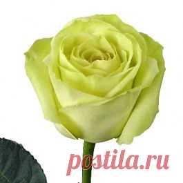 Green Tea - Розы зелёные - Розы