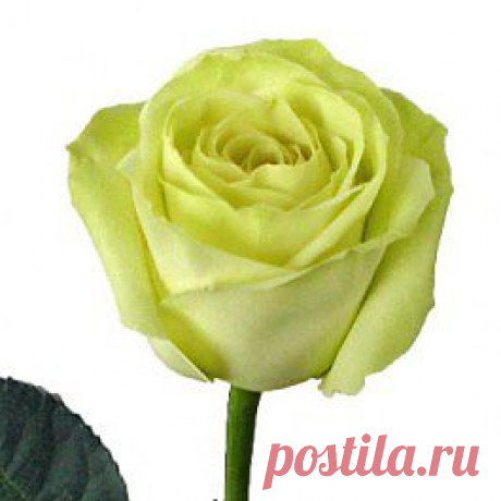 Green Tea - Розы зелёные - Розы