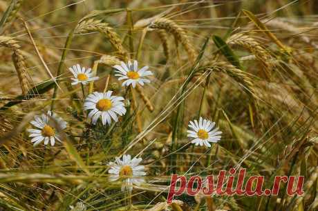 Схема вышивки «№2119403» - Вышивка крестом