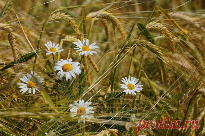 Схема вышивки «№2119403» - Вышивка крестом