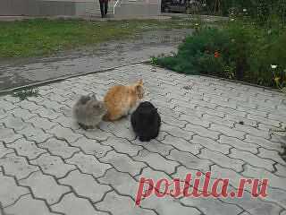 красотки