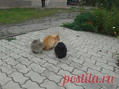 красотки