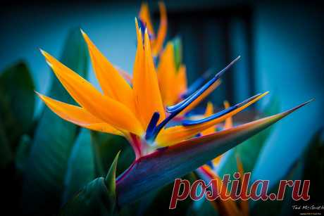 стрелиция-райская птица