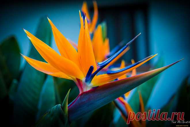 стрелиция-райская птица