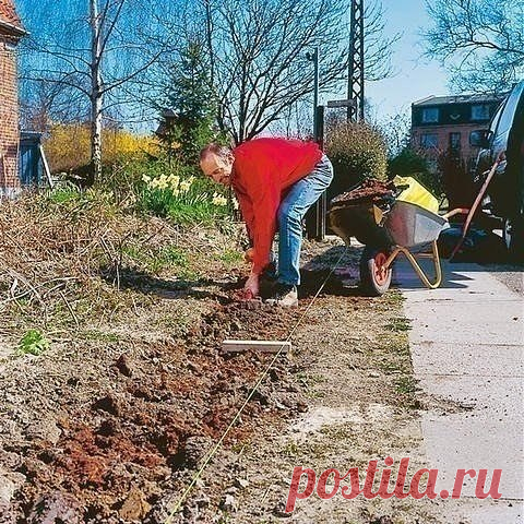 20 растений, из которых лучше всего делать живые изгороди:

1. Сирень обыкновенная. Отлично поддается стрижке, но осуществлять её можно только через год и после отцветания.

2. Шиповники (ржавчинный, коричный, обыкновенный и др.). Растут в любой почве.

3. Орешник, или лещина. Не любит тень, но растет в любой почве.

4. Чубушник. Красивые кустарники с ароматными цветами. Отлично поддаются стрижке.

5. Бирючина. Дает невысокие бордюры и изгороди, хорошо поддается стрижке. З...