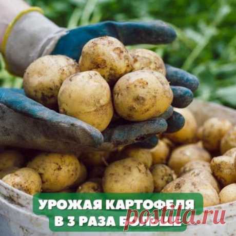 Прошлой весной в одном журнале я прочитал статью о том, как пенсионерка из Вьетнама организовала свой бизнес. Биолог по образованию, будучи на пенсии она решила применить свои знания на практике и заработать денег. Она закупила особое удобрение и стала выращивать у себя на участке овощи и фрукты. В итоге вьетнамская пенсионерка на продаже овощей за полтора года озолотела и переехала в новую квартиру. Сейчас ее уже знают журналисты со всего света. летние платья крючком огород в июне