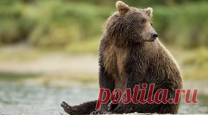 Зоолог Кремчар рассказал о причинах появления в Костроме медведя. Охотовед и зоолог Михаил Кречмар предположил, что причиной появления в Костроме медведя могут быть городские помойки. Читать далее