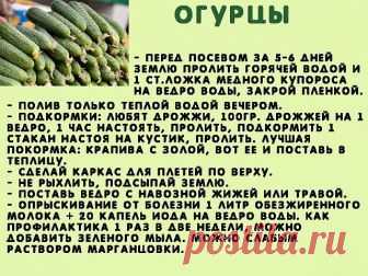 Сажаю огурцы .
Для посадки приготовить следующие компоненты: перегной, древесную золу, кипяток и собственно семена. Инструмент, применяемый в этой операции, всем известен — это лопата. 

Копает небольшую грядку длиной 2 м и шириной 60–70 см. В ней делает лунки в шахматном порядке «через клетку»: одна, потом две и снова одна. Лунки должны находиться на расстоянии 60 см друг от друга. 

У нас на участке земля тяжелая, суглинок, поэтому удобрения играют большую роль. Каждую л...