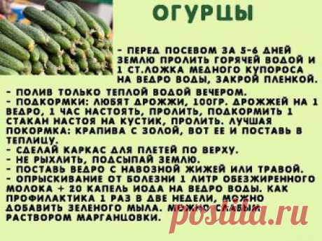 Сажаю огурцы .
Для посадки приготовить следующие компоненты: перегной, древесную золу, кипяток и собственно семена. Инструмент, применяемый в этой операции, всем известен — это лопата. 

Копает небольшую грядку длиной 2 м и шириной 60–70 см. В ней делает лунки в шахматном порядке «через клетку»: одна, потом две и снова одна. Лунки должны находиться на расстоянии 60 см друг от друга. 

У нас на участке земля тяжелая, суглинок, поэтому удобрения играют большую роль. Каждую л...