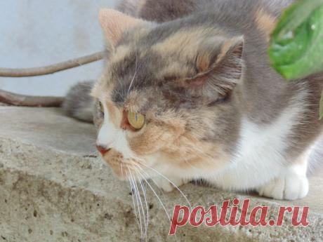 кошка Стася на охоте
