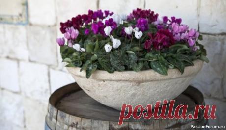 Комнатные растения. Размножение цикламенов Размножение цикламенов – сложный процесс, который лучше оставить в ведении профессионалов. Есть два способа: отделение части клубня, что часто приводит к загниванию корней или выращивание растения из семян, которое занимает от 15 до 18 месяцев – для этого нужно оставить несколько завядших...