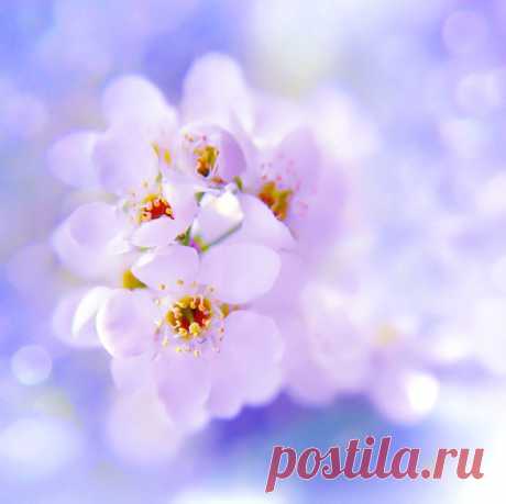 &quot;Вешние яблони&quot;. Яблони в цвету - волшебная поэзия весны, Светло в моём саду от этой дивной красоты! Яблони в цвету - в них обещание любви, Трепет нежных чувств в объятьях юности. Припев: Южные ветра, вы не тревожьте яблони, Пусть льётся сладкий аромат их распустившихся цветов! Пусть длится их прелестный вальс в солнечном сиянии, Не уносите от меня этот чудесный сон! Белые, как снег, искры жемчужных лепестков Срываются с ветвей и тихо кружат над землёй.. Щедрый звёздный май всем…