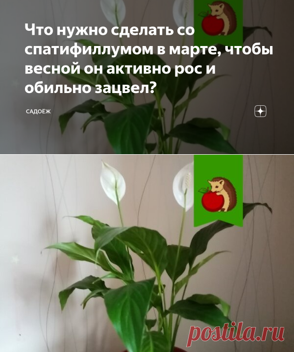 Что нужно сделать со спатифиллумом в марте, чтобы весной он активно рос и обильно зацвел? | садоёж | Яндекс Дзен